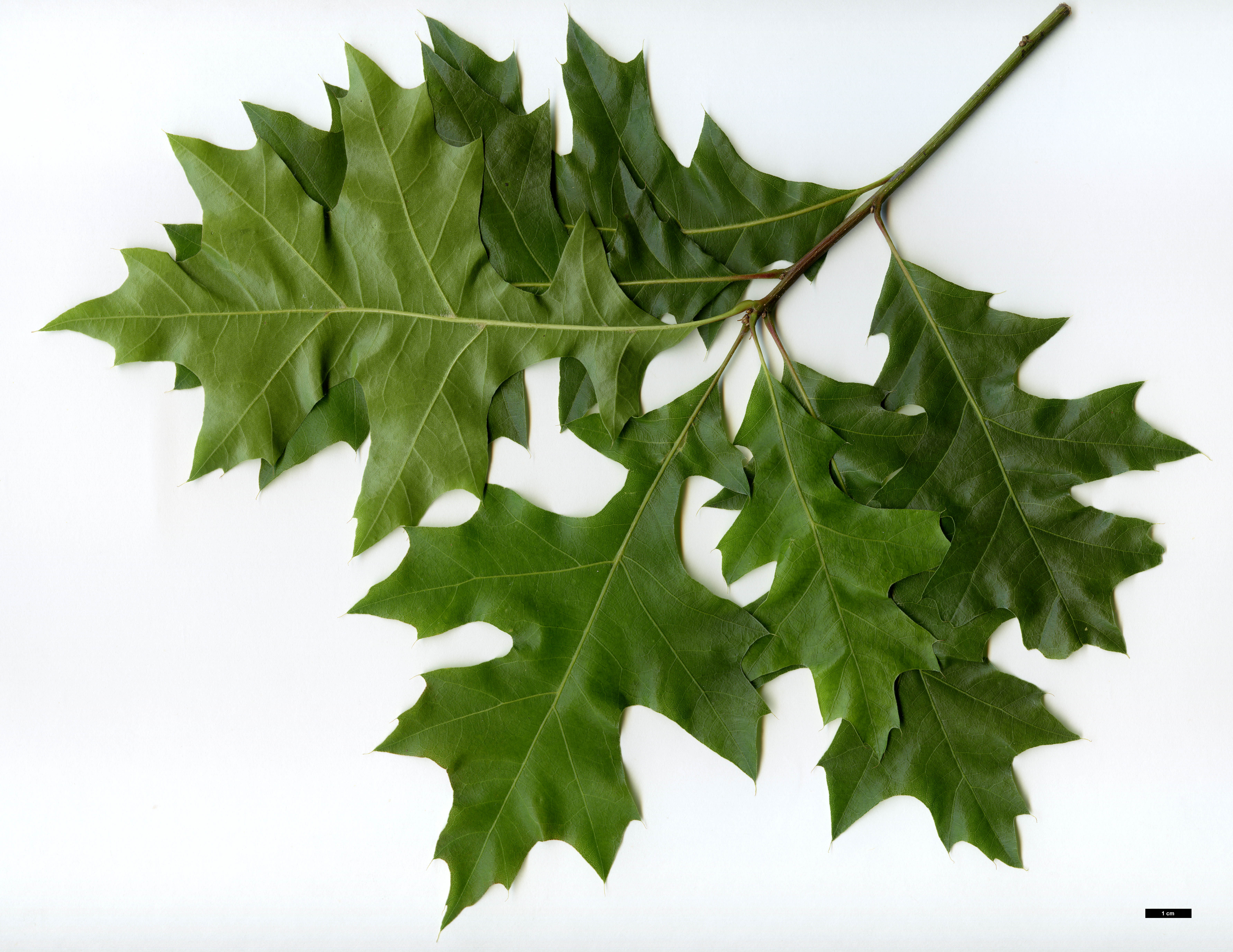 High resolution image: Family: Fagaceae - Genus: Quercus - Taxon: palustris - SpeciesSub: 'Green Dwarf'